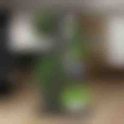 Стойка за саксии с растения | POTSTAGE